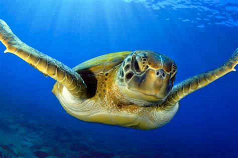 Por Qué Casi El 100 De Las Tortugas Verdes Marinas Son Hembras Y Qué
