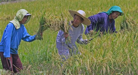 Helping Farmers In The Philippines With Accessible Financial Help