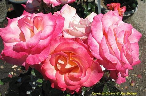 Plantfiles Pictures Floribunda Rose Rainbow Sorbet Rosa By