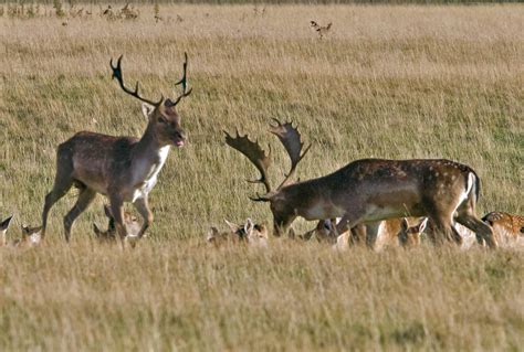 Fallow Deer Rut Habitat Fallow Deer Live In Isolated Group Flickr