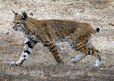 Lynx is a member of the cat family. Rode lynx - Wikipedia