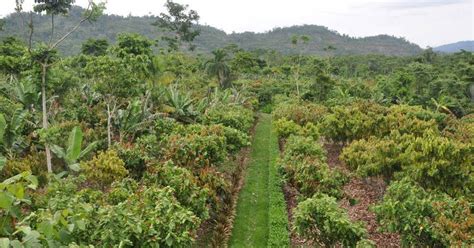 Why Agroforestry Tree Nation Projects Updates