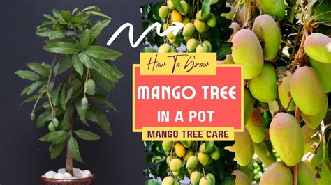 How To Grow Mango Tree In A Pot Mango Tree Care Youtube