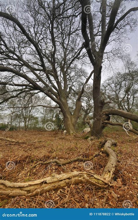 Old Oak Trees Stock Photo Image Of English Somerset 111878822