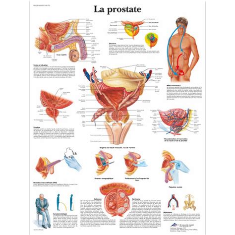 Prostate Gland Anatomy Chart Clinical Charts And Supplies
