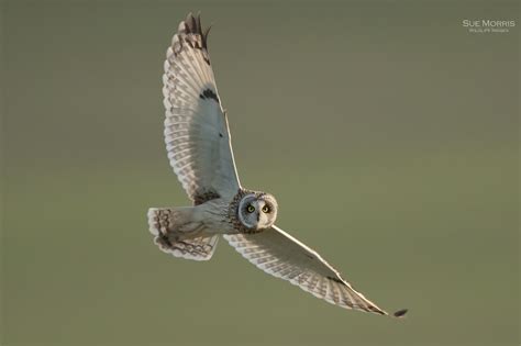 Short Eared Owl In Flight Sue Morris Wildlife Images
