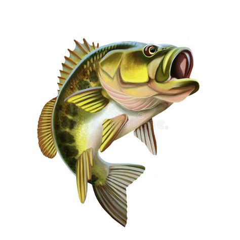 Download Largemouth Bass Fish Illustration. Isolated On White Background. Stock Illustration ...