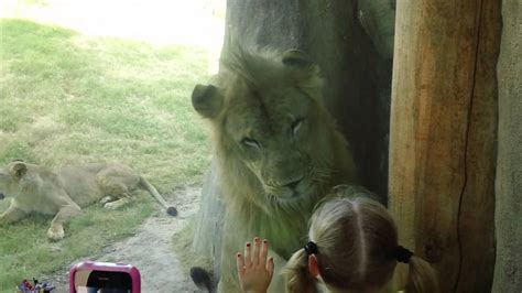 Lion Plays With My Child At The Zoo Youtube