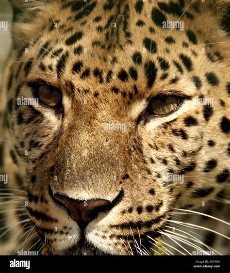 Amur Leopard Russia High Resolution Stock Photography And Images Alamy