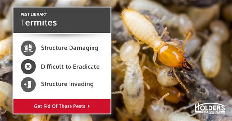 Termites Types Facts And How To Identify Termite Services