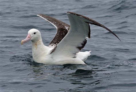 Albatross Pictures Diet Breeding Life Cycle Facts Habitat