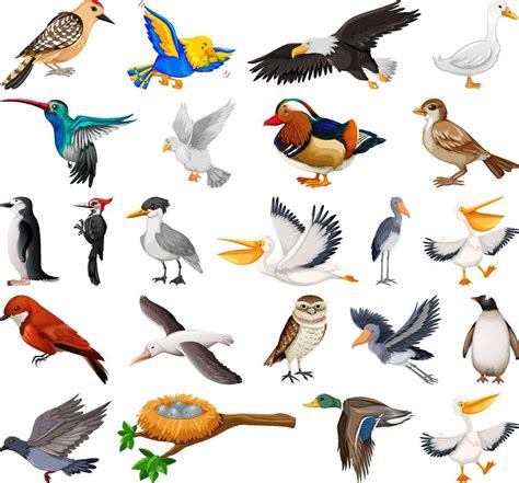 Different Kinds Of Birds Collection 6582744 Vector Art At Vecteezy