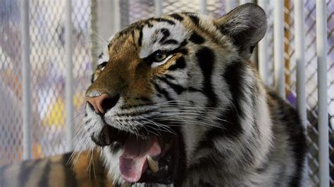 Eeny, meeny, miney moe catch a tiger by his toe if he hollers, let him go eeny meeny miney moe. Eeny Meeny Miny Moe, Catch a Tiger by His Toe... | 700WLW ...