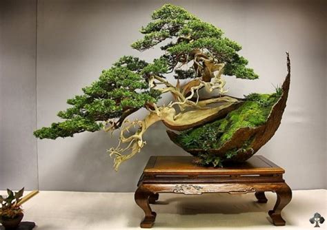 Top 10 Crazy And Unusual Bonsai Trees Bonsai Empire