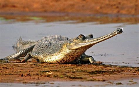 Gharial Gavial Facts Habitat Diet Life Cycle Baby Pictures