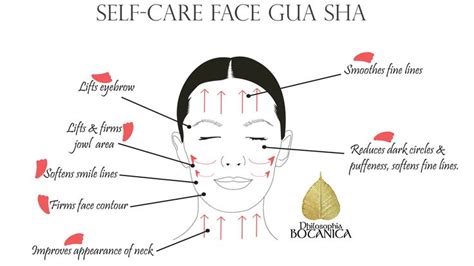 Self Care Face Gua Sha Gua Sha Gua Sha Facial Natural Face Cream