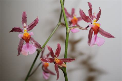 Oncidium Orchideen Pflegen Orchideenfans Blog