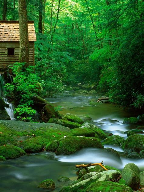 Free Download Forest River Wallpaper Rivers Nature Wallpapers For