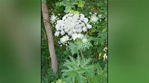 Toxic Giant Hogweed Found In Gig Harbor Yard