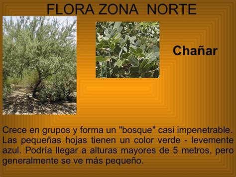 Flora Y Fauna De Chile