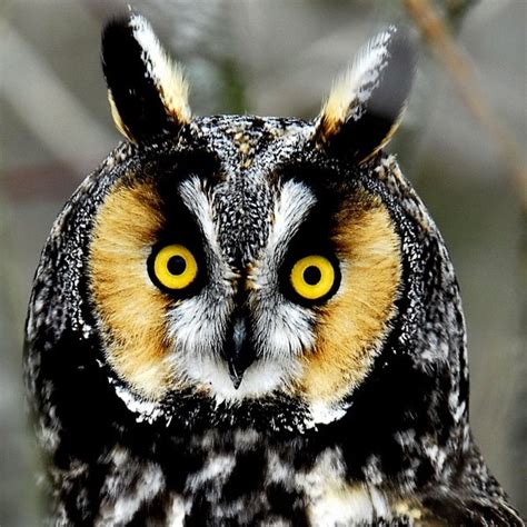 Immature Barn Owl Owl Top Golf Bluephp Owl