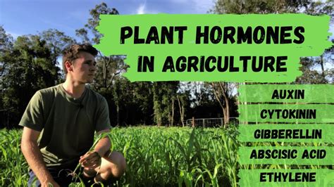What Are Plant Hormones And How Are They Used In Agriculture Youtube