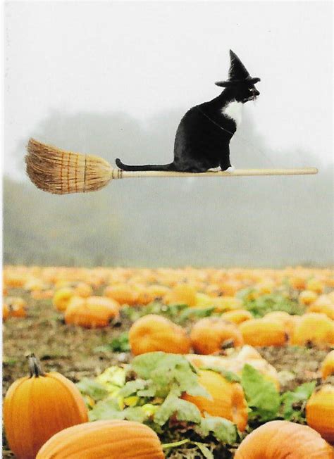 Avanti Press Cat Riding Broom Halloween Card Daisy Lane Ts Llc
