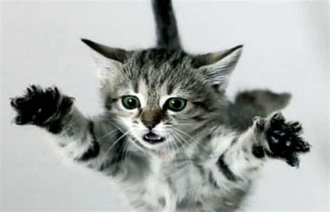How Do Falling Felines Land On Their Feet Cat Tales