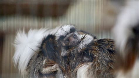 Video Dos Monos Tití Nacen En El Zoológico De San Antonio Telemundo