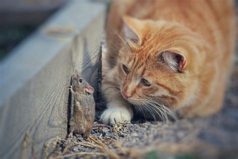 Beyond Barn Cats How To Keep Mice And Rats From Feeling