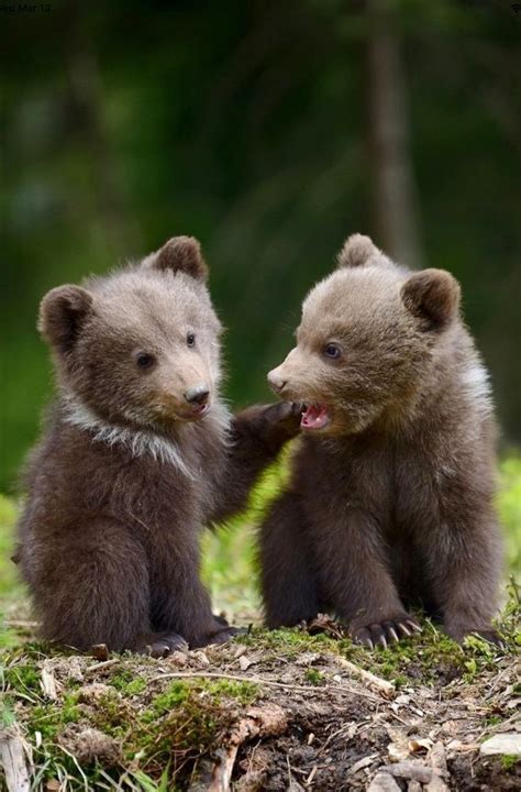 Two Cute Grizzly Bear Cubs In A Playful Mood Bear Cubs Cute