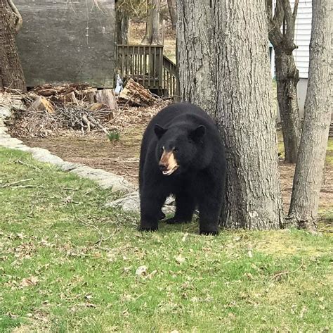 Police Large Black Bear Roaming In Derby Connecticut Post