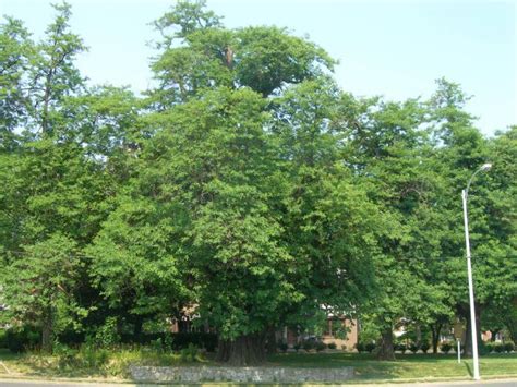 Worlds Largest Sassafras Tree Owensboro Kentucky