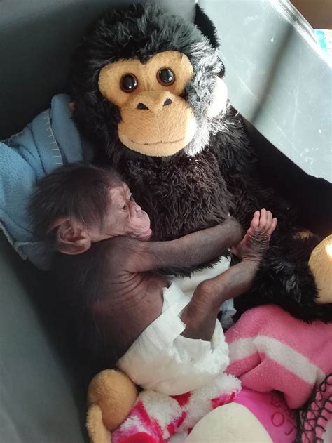 Baby Chimp Cuddles With A Plush Monkey After Being Rejected By His