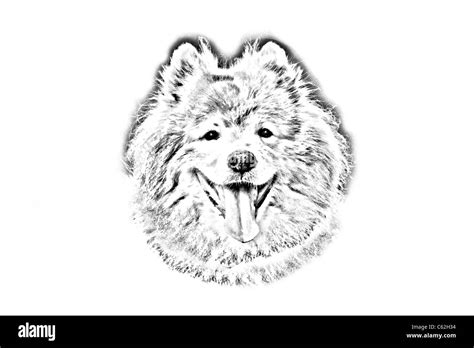 Sketch Of Samoyed Dog Stock Photo Alamy