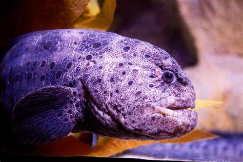 Wolf Eel Fish Facts Anarrhichthys Ocellatus A Z Animals