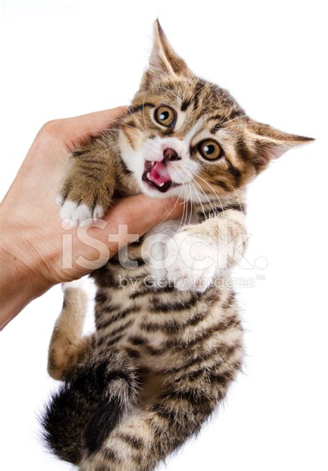 Scared Kitten Stock Photo Royalty Free Freeimages