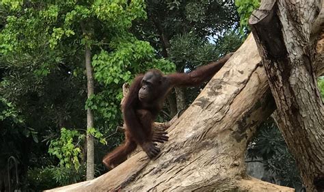 Nama kebun bintang cikembulan di ambil karena letaknya yang berada di desa cikembulan. Foto Di Kebun Binatang : Anak Panda Di Kebun Binatang ...