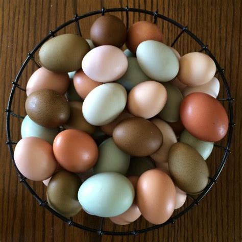 When this breed is used. Chickens That Lay Colored Eggs | Purina Animal Nutrition