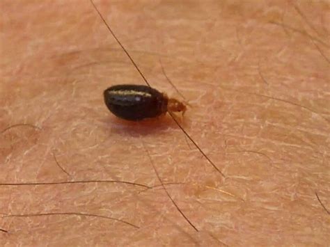 You should never allow these nasty bloodsucking insects to invade your home. How Long Can Nymph Bed Bugs Live Without Food - Food Ideas