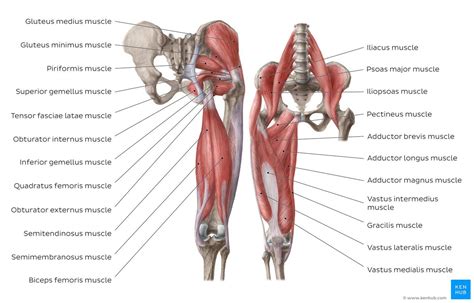An important group of muscles in the pelvis is the pelvic floor. Diagram / Pictures: Muscles of the hip and thigh (Anatomy ...