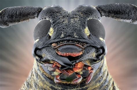 Face Your Fears Extreme Creepy Crawly Close Ups In Pictures Insect