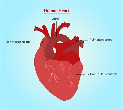 Premium Vector Human Heart Anatomy Vector Illustration