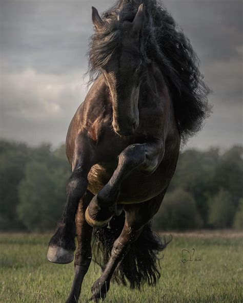 Photographer Captures The Awesome Power Of Draft Horses In Her Dramatic