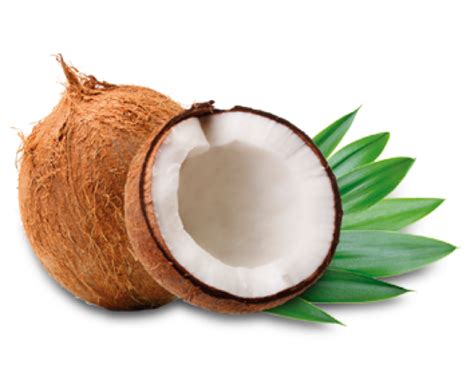 Download Coconut Free Png Transparent Image And Clipart