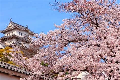 Osaka Cherry Blossom Viewing Food Tour Feb 2024