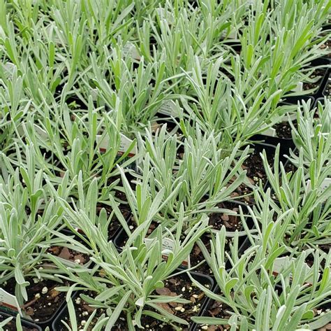 Lavender Perennial Lavandula X Intermedia Provence From Hillcrest Nursery