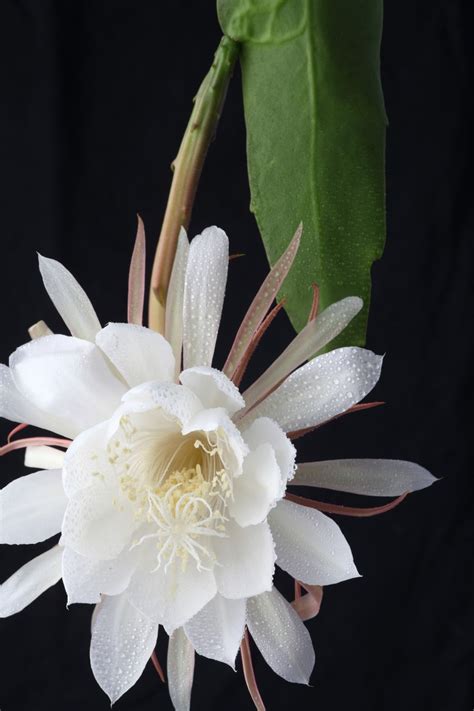 Queen Of The Night A Very Special Kind Of Orchid Cactus