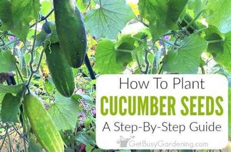 Therefore, the answer to how long does it take to design an app? will depend on the following stages. How to prepare the soil for cucumbers before planting ⋆