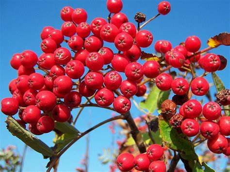 Черноплодная рябина диета Рябина красная: полезные свойства и противопоказания, польза и вред для Рябина красная: полезные свойства и противопоказания, польза и вред для Черноплодная рябина диета